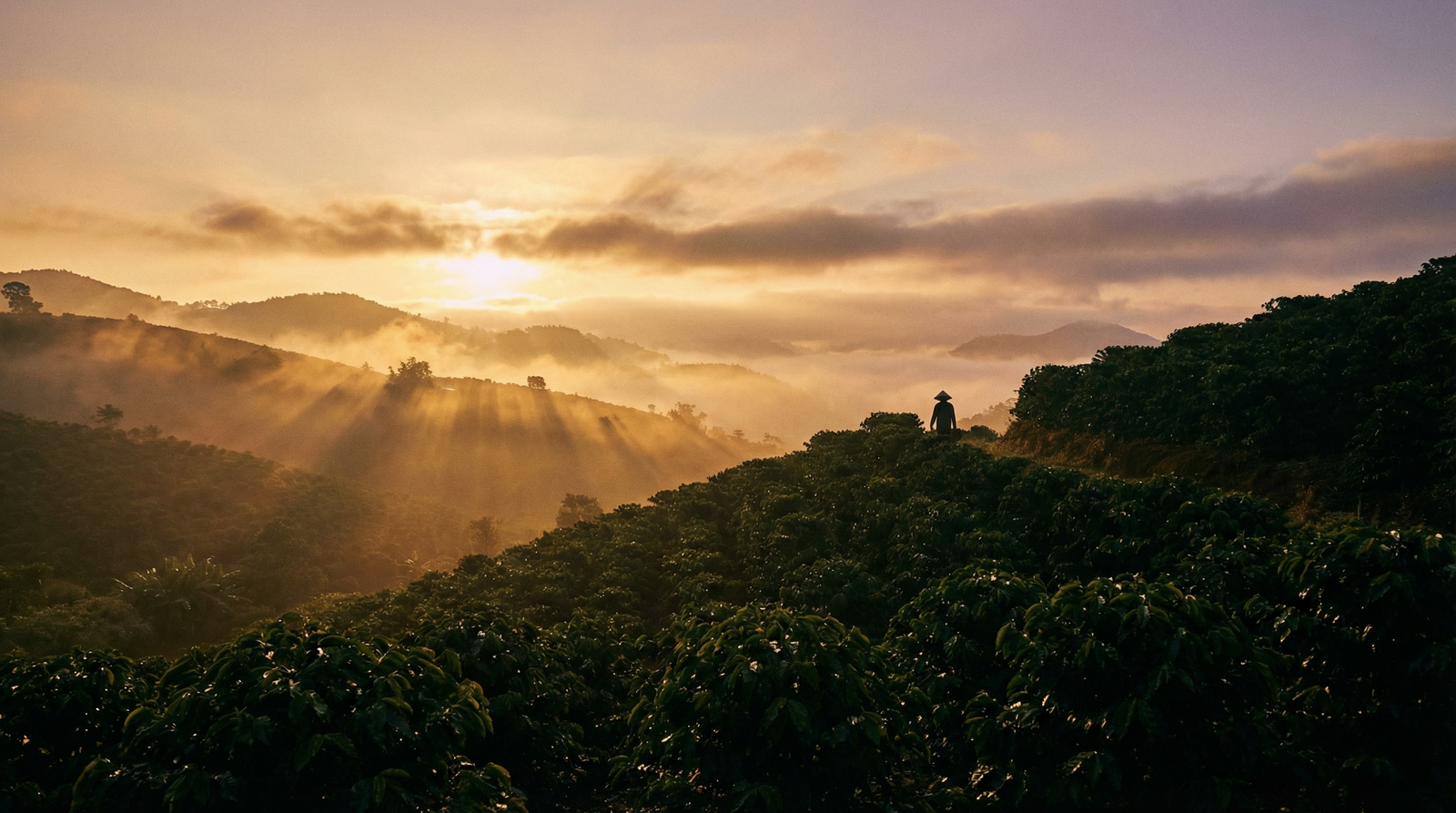 Ethiopian Yirgacheffe